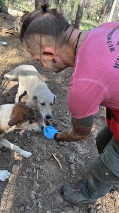 Albanien Shkodra Hunde erstversorgt  003 © thino