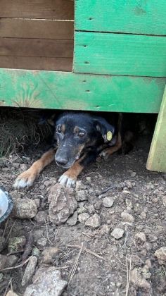 Albanien Shkodra Hunde erstversorgt  006 © thino