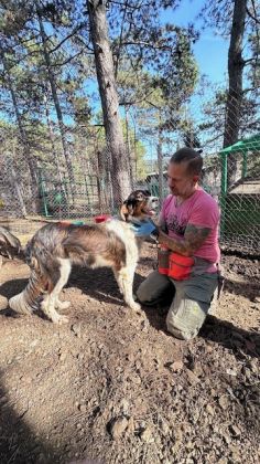 Albanien Shkodra Hunde erstversorgt  009 © thino