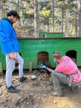 Albanien Shkodra Hunde erstversorgt  014 © thino