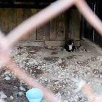 Hilfe für die 250 Hunde in Banovici / Bosnien 020 © thino